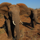 Illustration for article titled China Agrees to Ban Domestic Ivory Trade